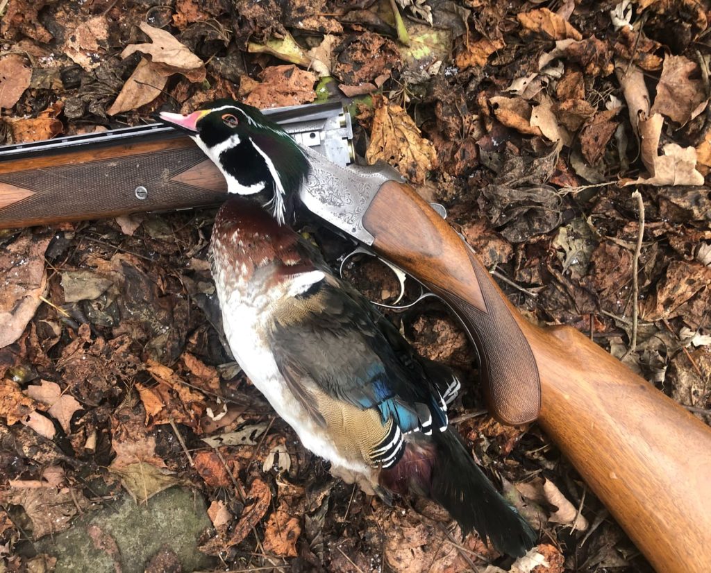 Hunting ducks with a vintage shotguns with safe non-toxic loads.