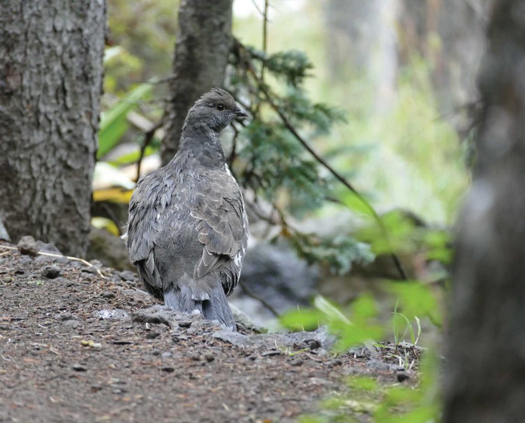 A dusky (blue) grouse in Arizona