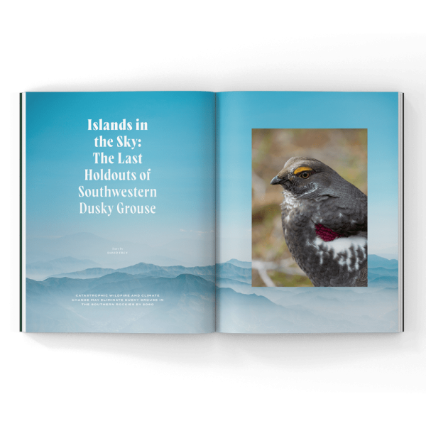Dusky grouse in a magazine