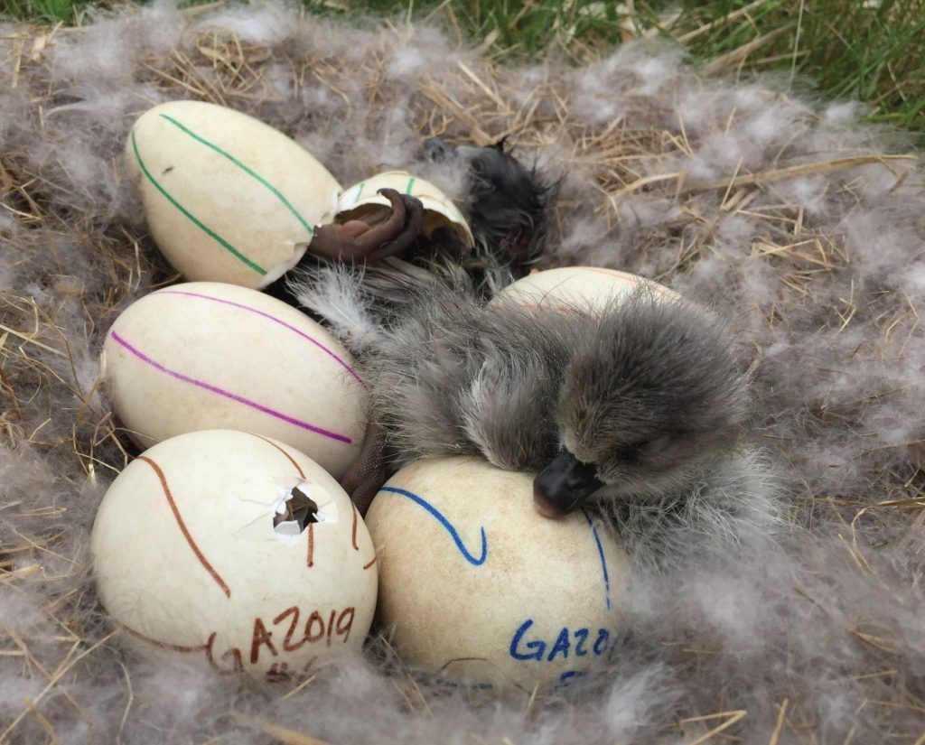 Emperor geese (Anser canagicus) chicks hatching