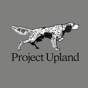 English-Setter-Heather-STone-Artwork-Close-up Close up of English Setter Tee Shirt Artwork