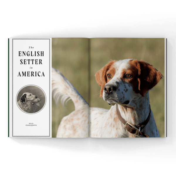 English setter in a magazine