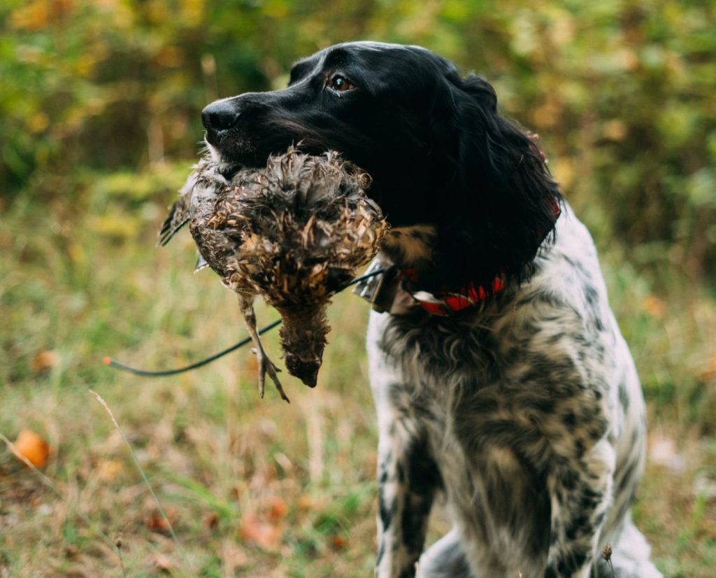 An English Setter retrieves a ruffed grouse