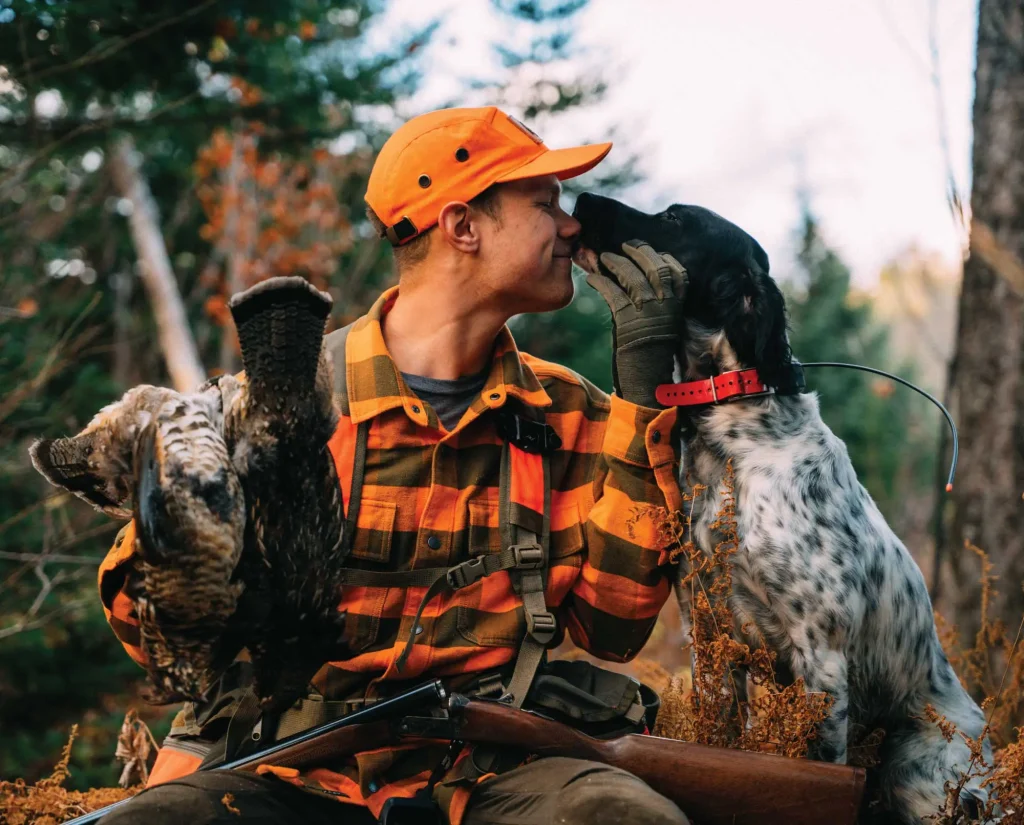 An english setter grouse hunting as an effective bird dog