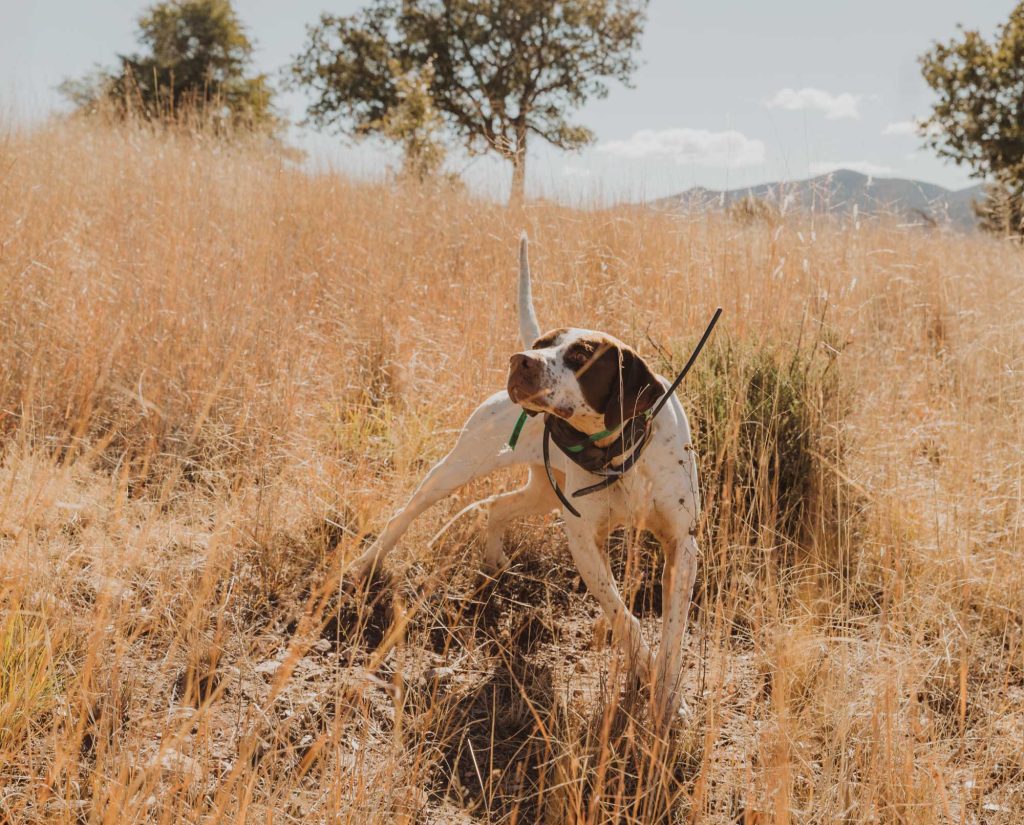 A pointer stand on point on quail in Arizona.