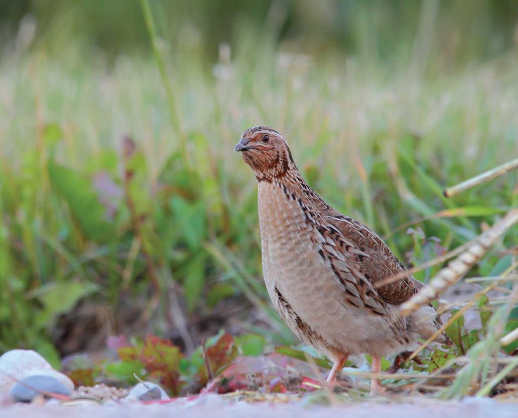 European Quail (Coturnix Coturnix) stands at the edge of a field