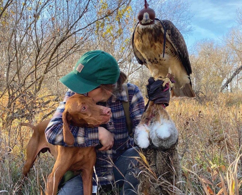 Successful falconry for rabbits 