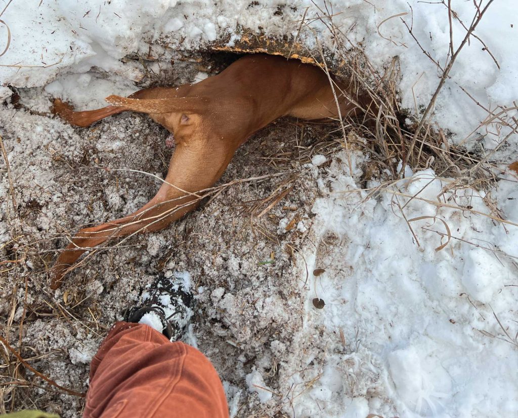 Using a dog for falconry 