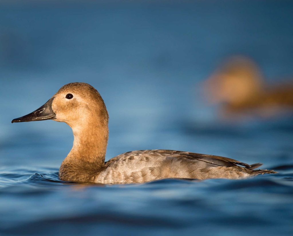 A female Canvasback (Aythya valisineria)