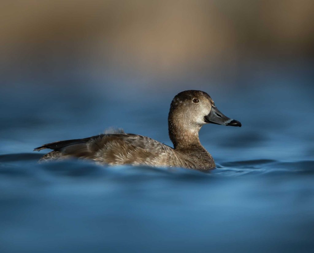 Female redhead diving duck