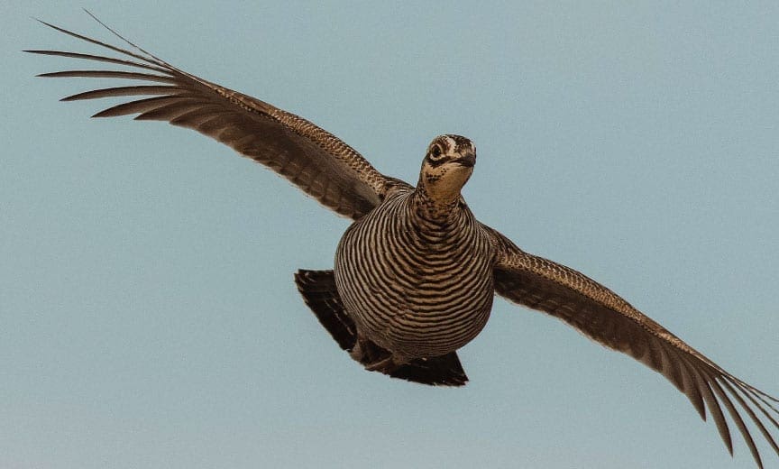 A prairie grouse flying in the air