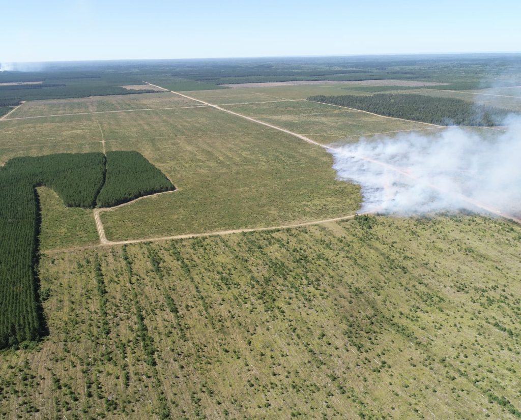 Fire management being used to create sharp-tailed grouse habitat in Wisconsin