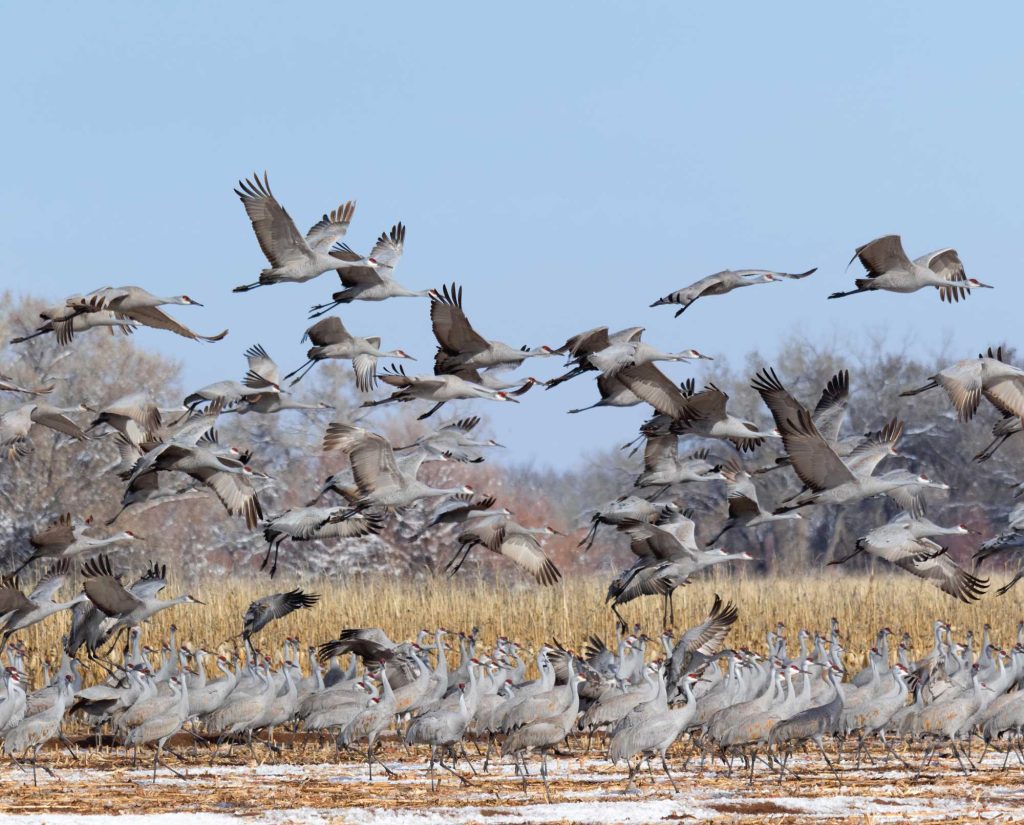 A flock of Sandhill cranes (Antigone canadensis)