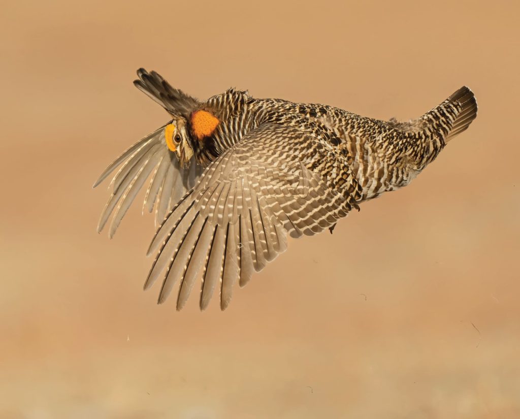 A flying prairie chicken
