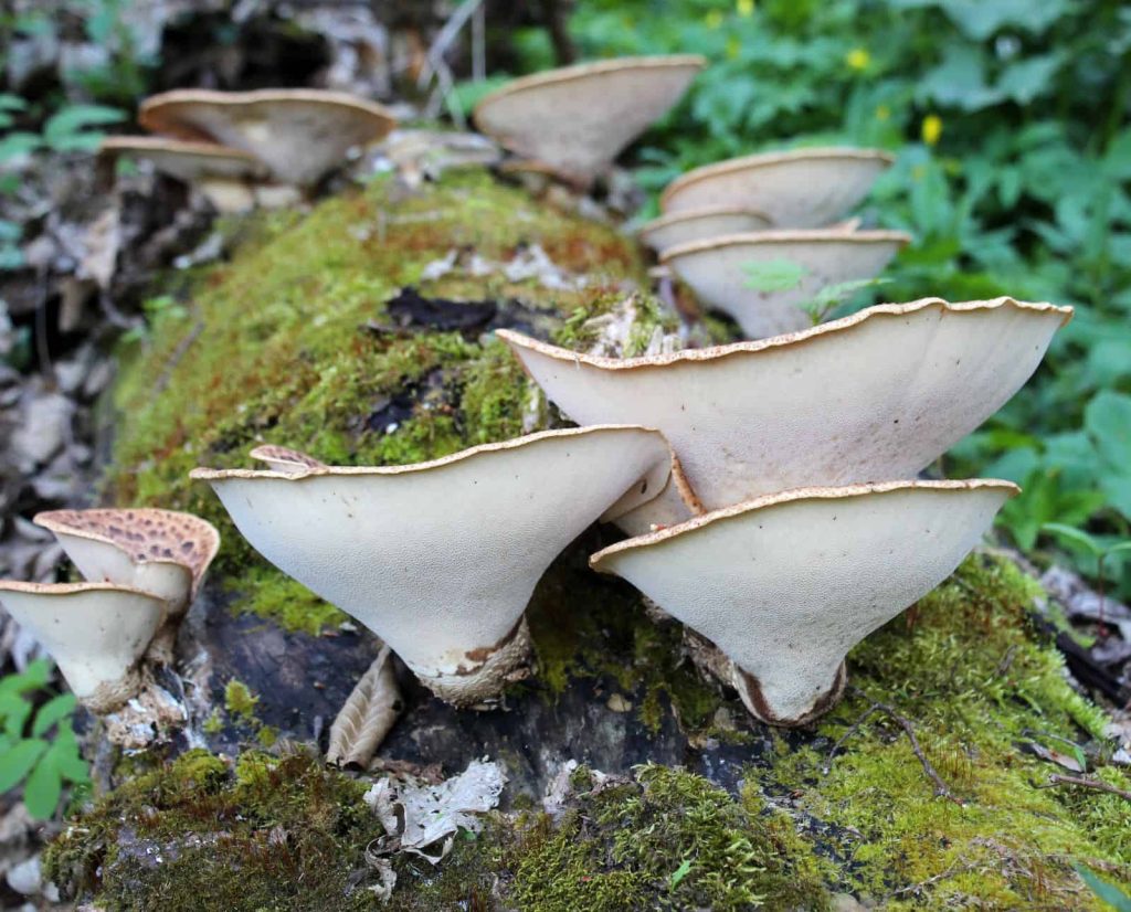 Side view of Pheasant back mushroom on a log