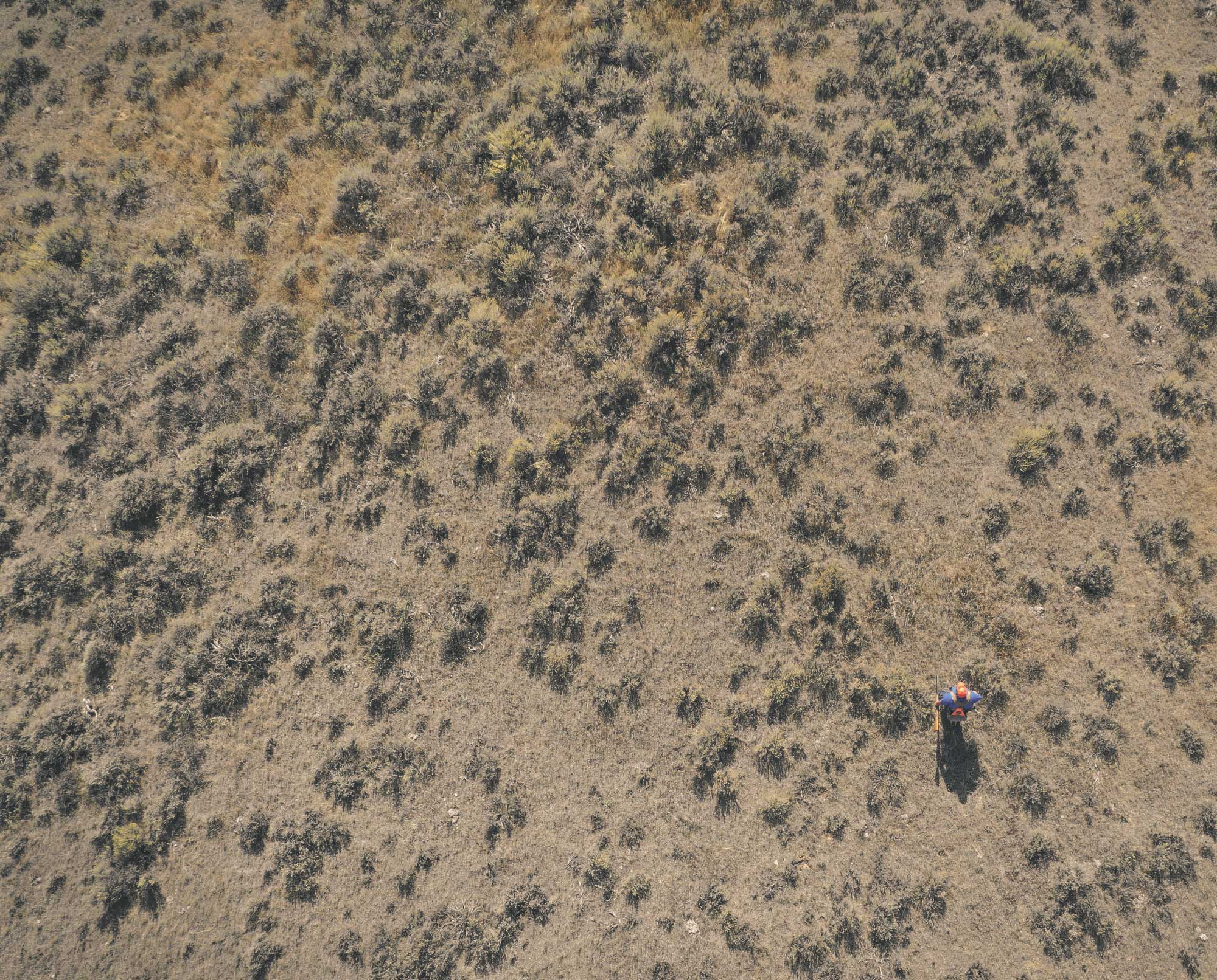 A sage grouse hunter out in a large area of sage grouse habitat.