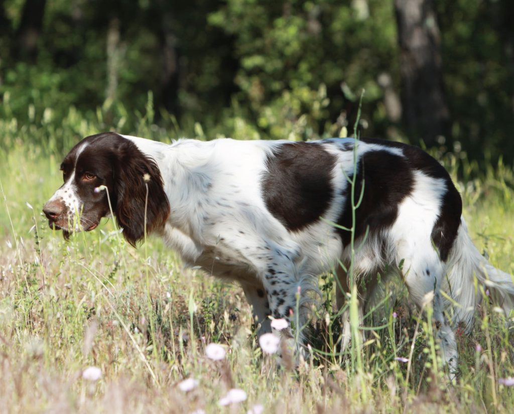 A French Spaniel on point
