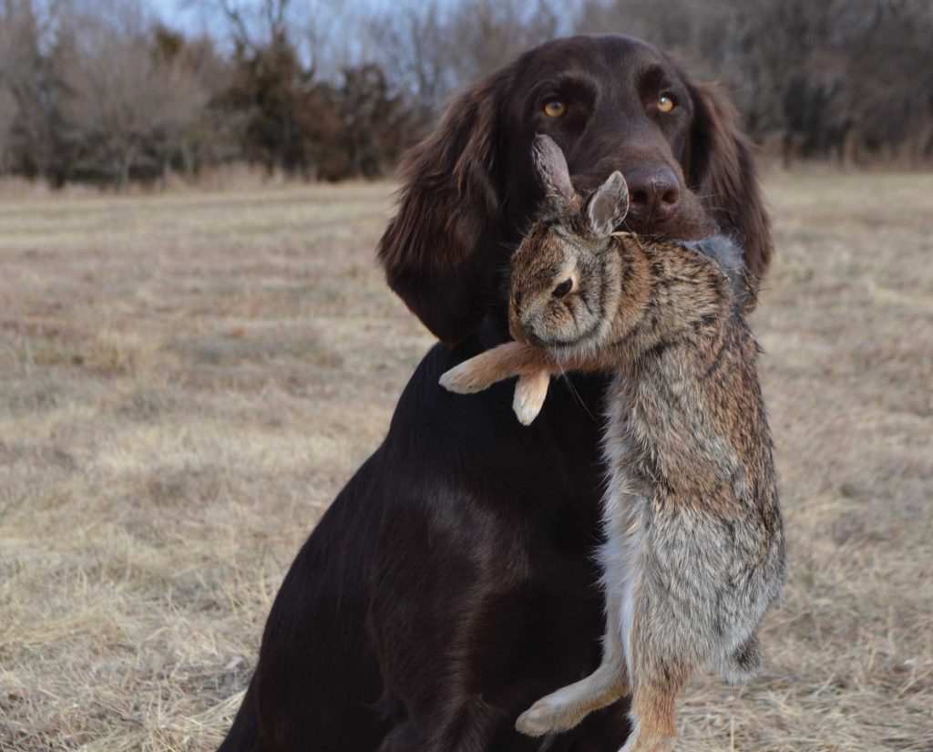 A German dog with fur drive