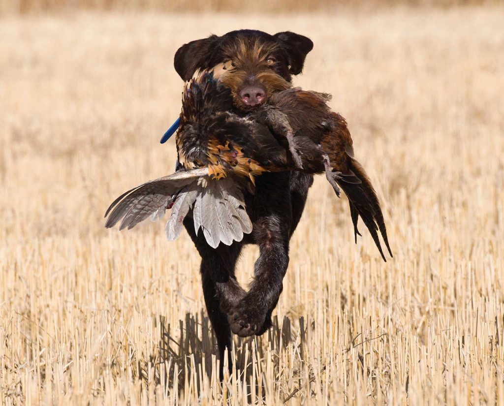 A German Wirehaired Pointer retrieves game