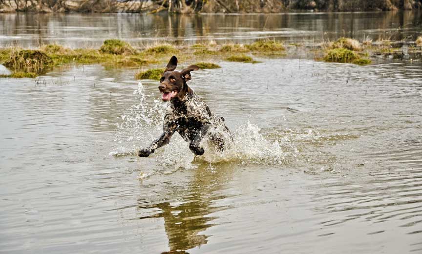 A German Shorthaired Pointer retrieves a duck from the water