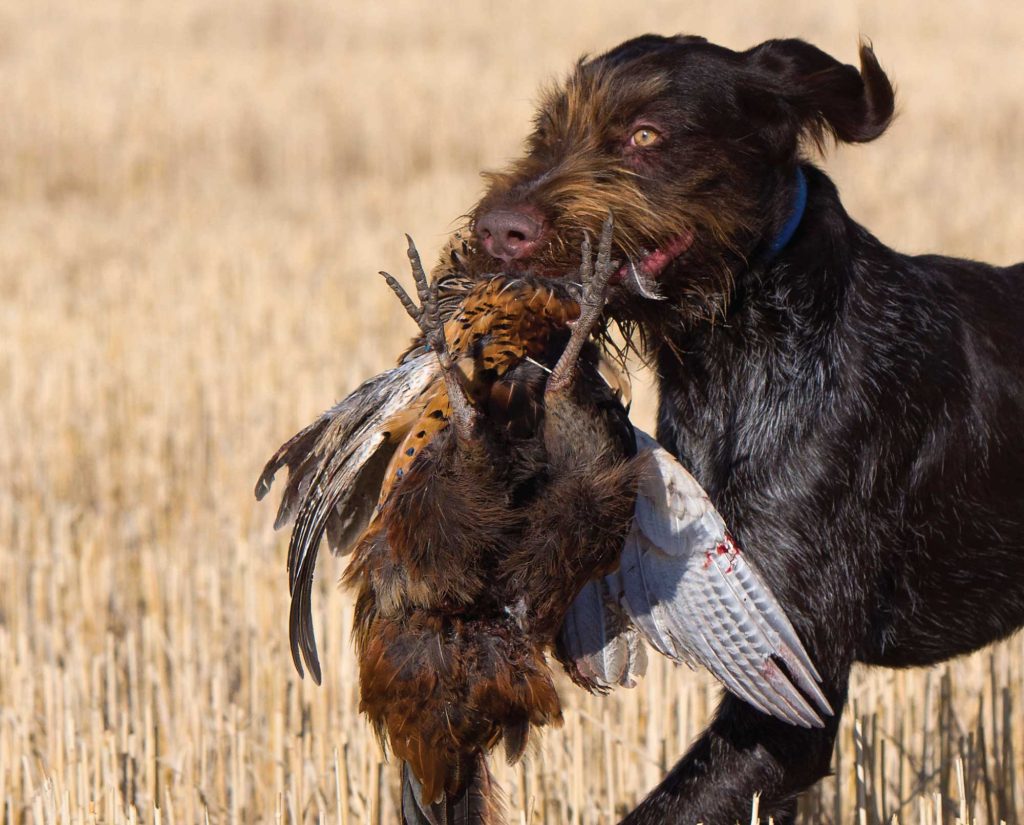 German Wirehaired Pointer Bird Dog breed