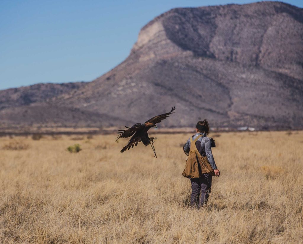 Golden Eagle lands on falconer's arm