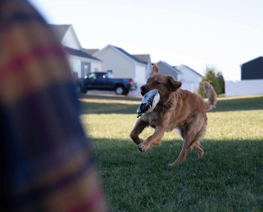 A golden retriever being trained for retrieving.