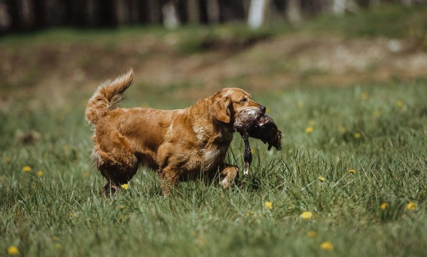 A Golden Retriever training in a field with a duck. 
