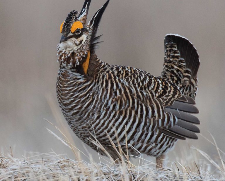A prairie chicken stands in a field.