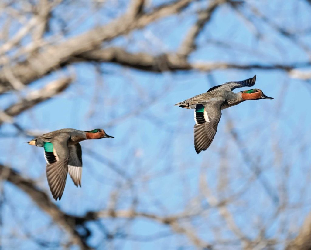 Green winged teal flying