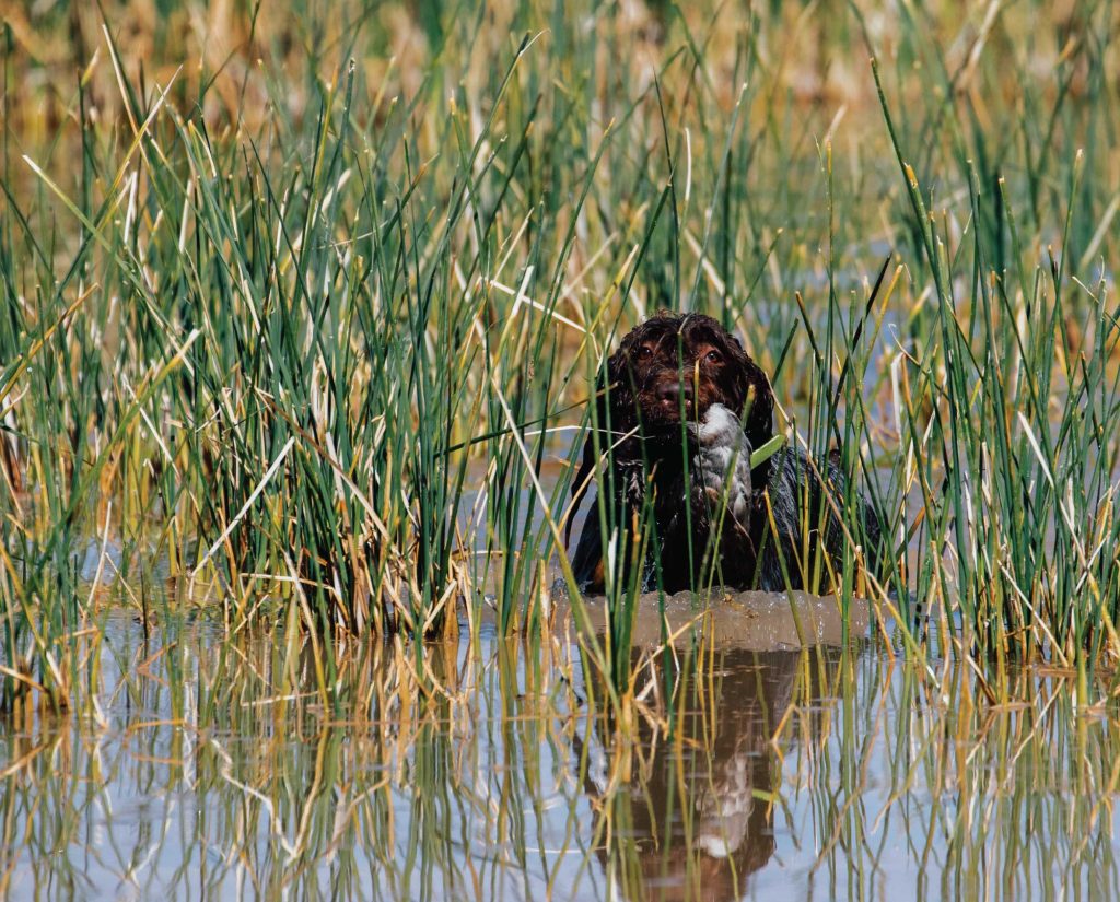 A Wirehaired Pointing Griffon works in the water.