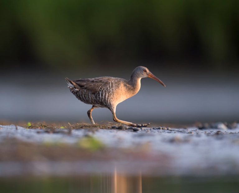 A Clapper Rail running on a shore line.