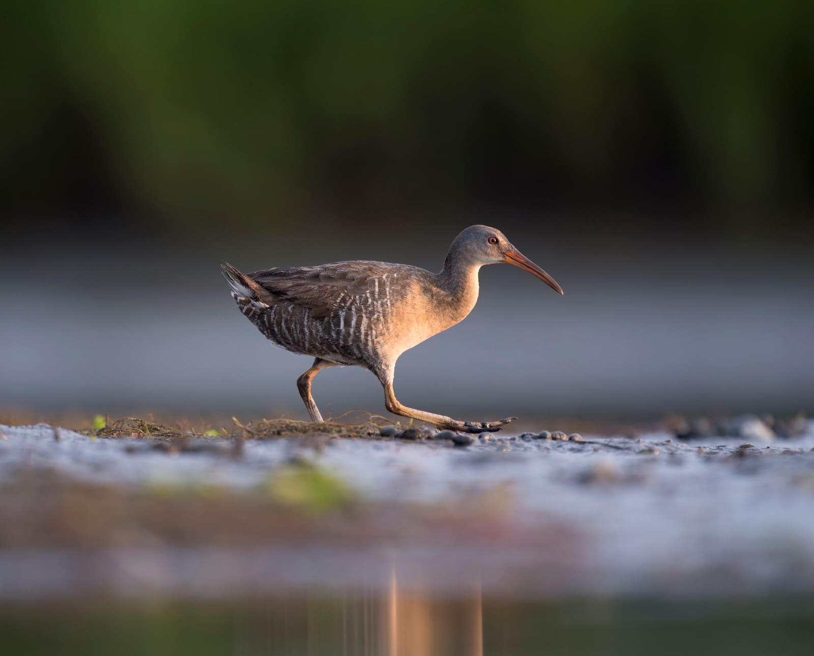 A Clapper Rail running on a shore line.