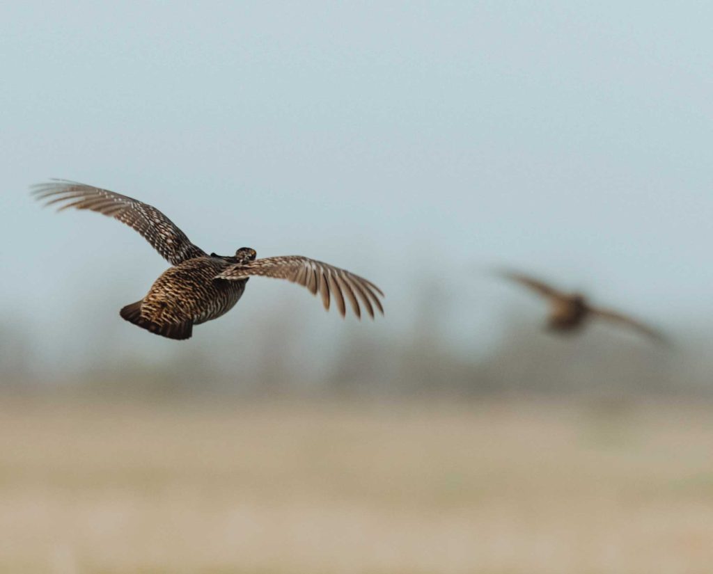 Two prairie chickens fly across a field