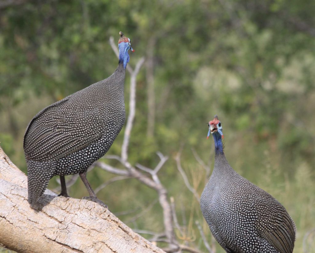Guinea Fowl (Numida Meleagris) on the edge of thick cover