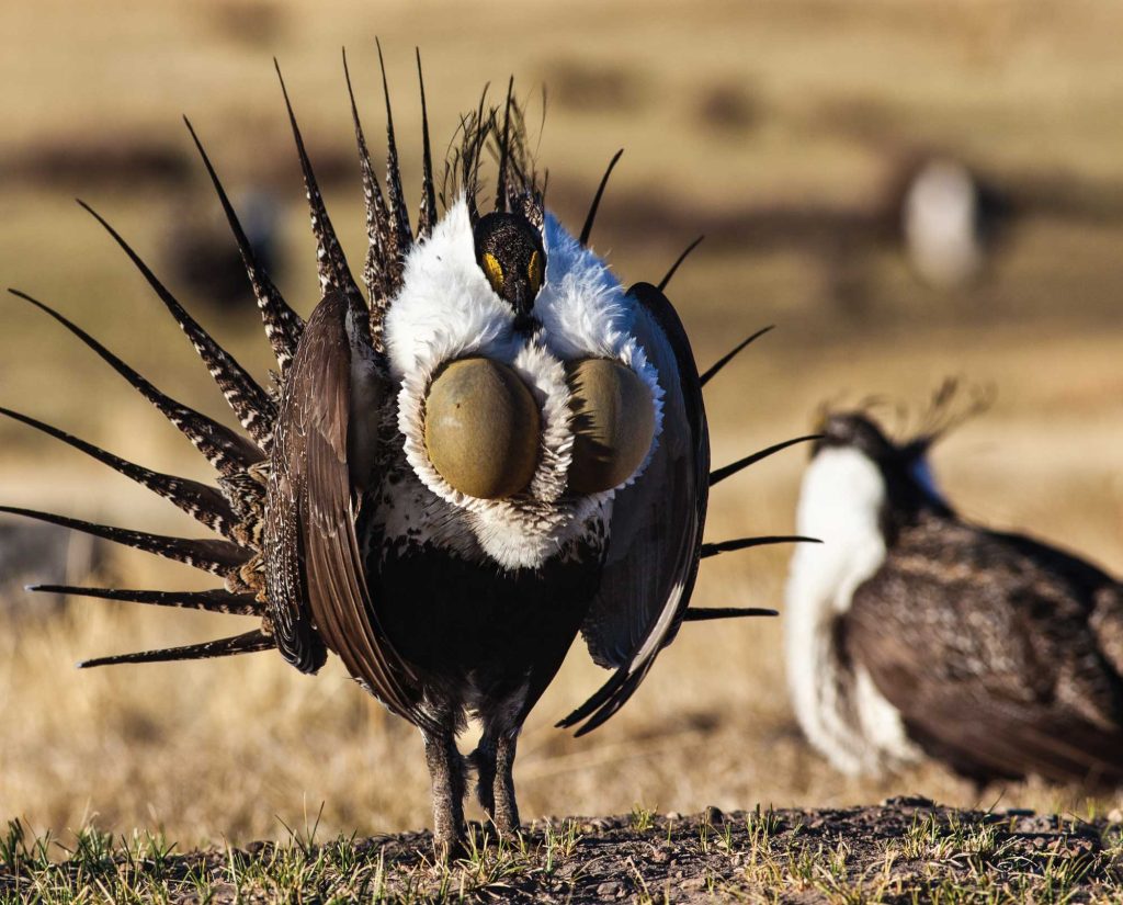 A Gunnison Sage-grouse dancing on a lek site