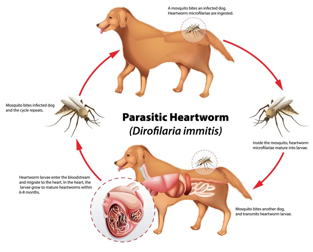 A diagram of how heartworm passes from dog to mosquito to dog