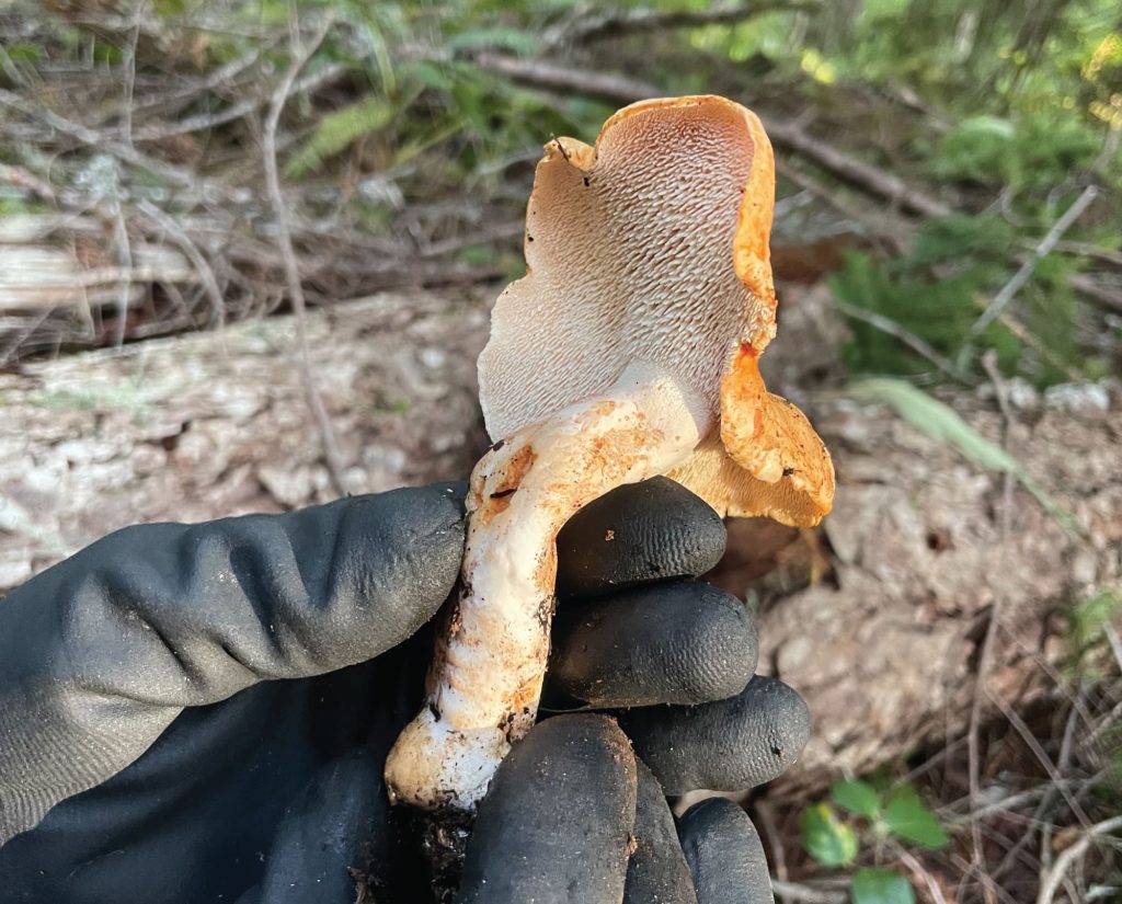 Hedgehog Mushroom being picked by a forager