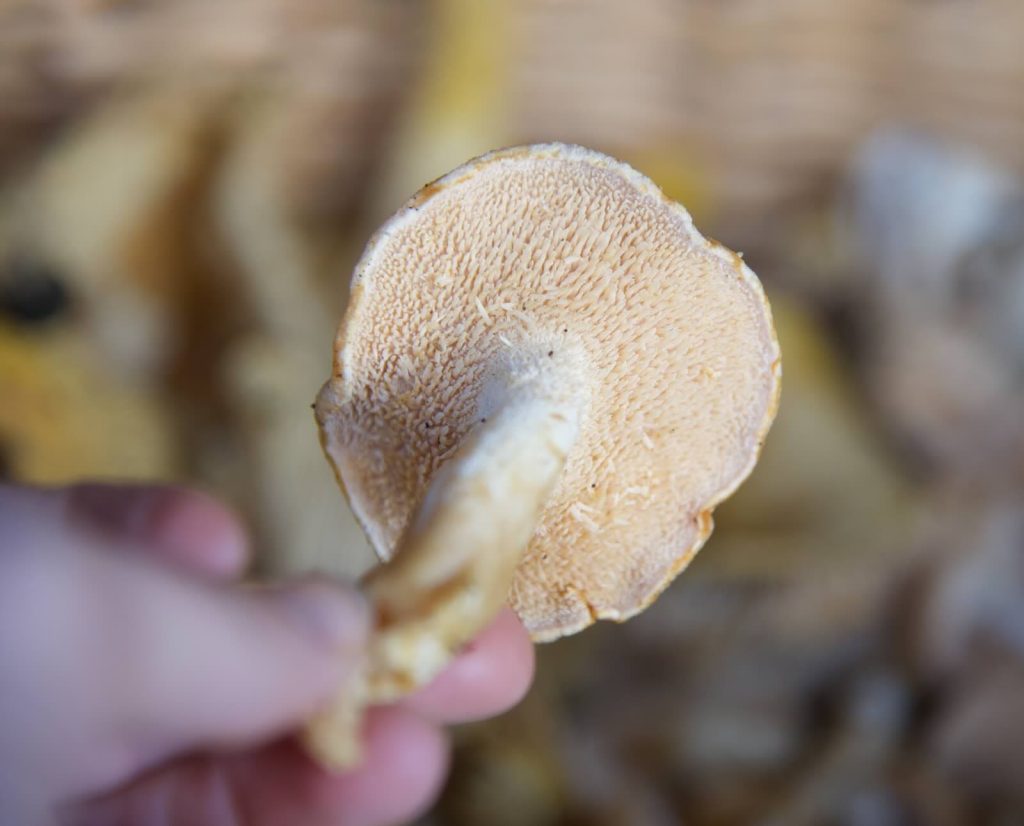 The underside of a hedgehog mushroom showing the spines instead of gills