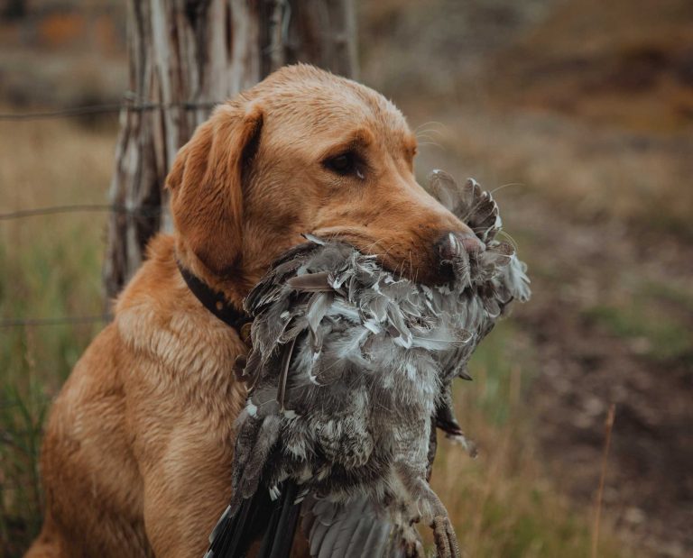 A Labrador Retriever with a dusky grouse.