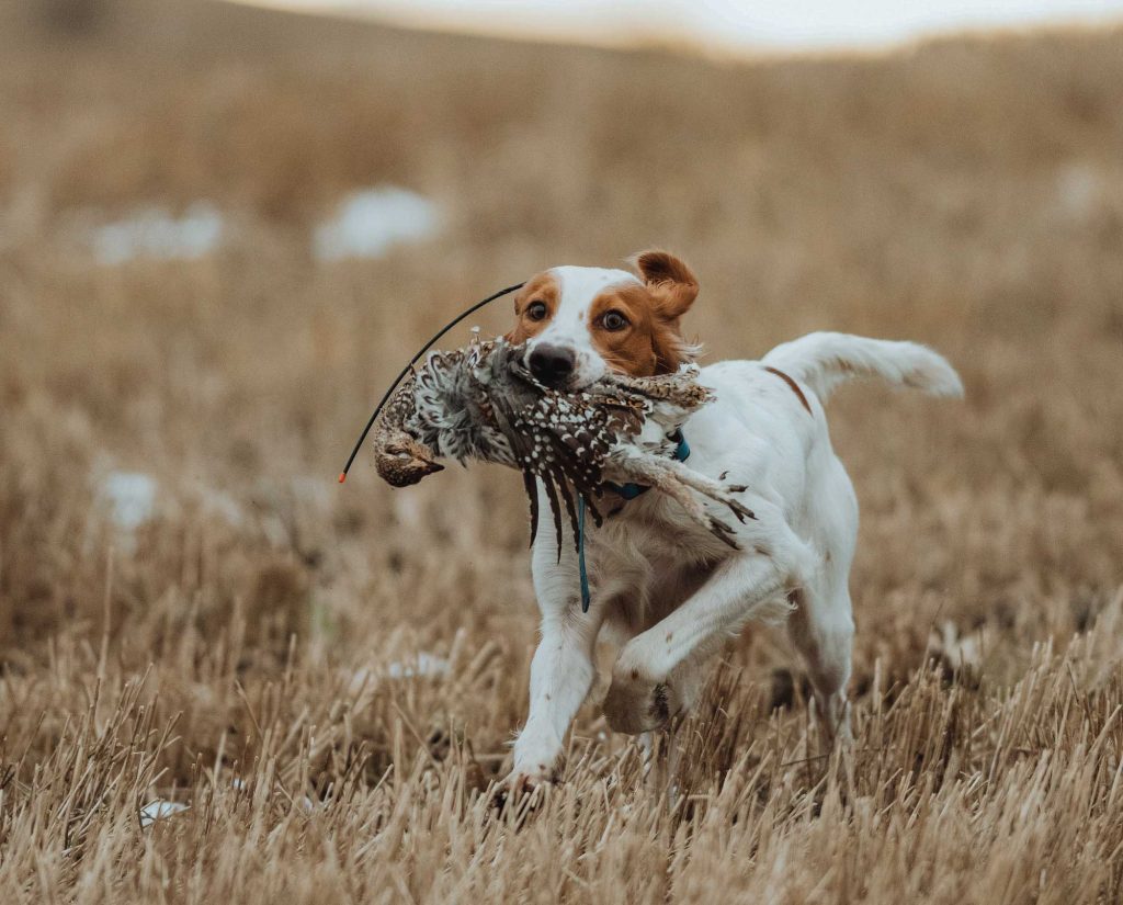 A hunting dog retrieves a prairie grouse
