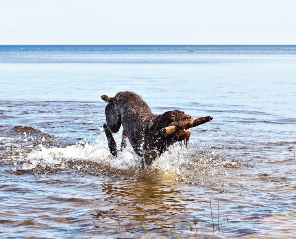A dog plays by retrieving a stick in water