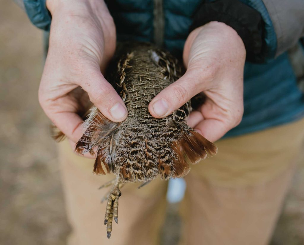 A Hungarian partridge harvested by a hunter in Washington