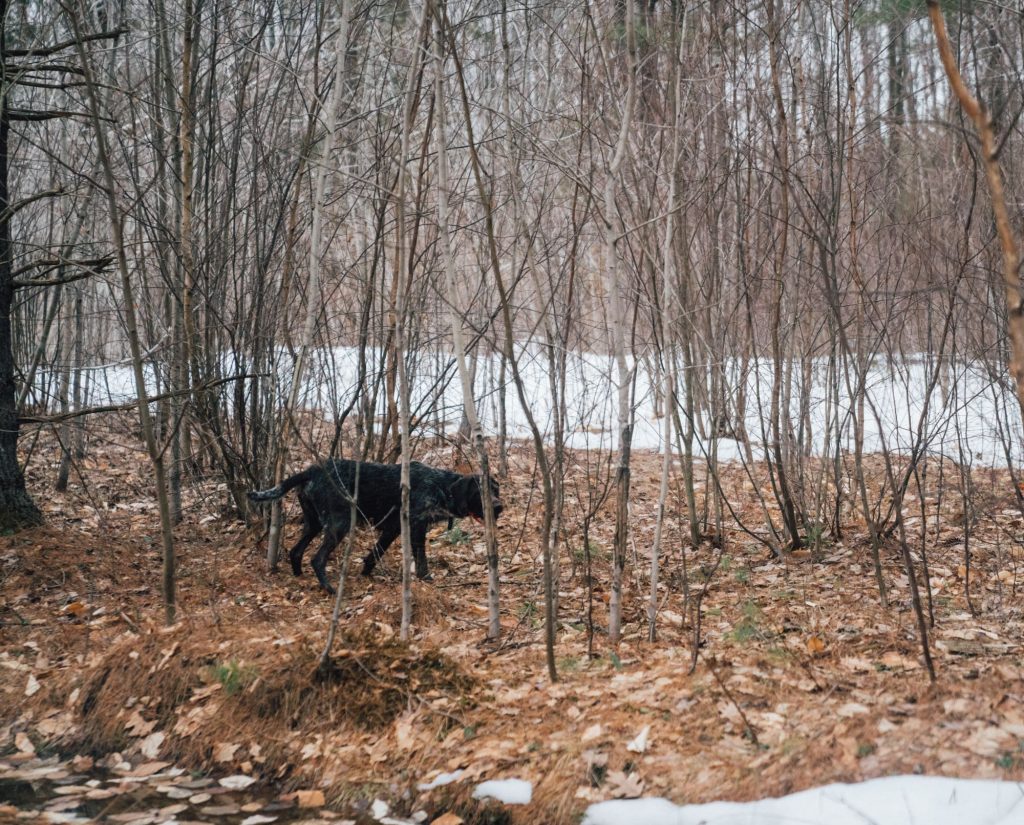A dog on point while hunting birds in the Northeast