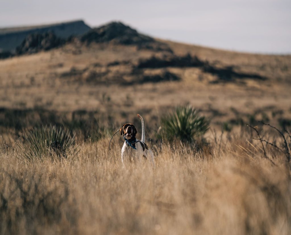 A dog in the Southwest desert pointing quail downwind.