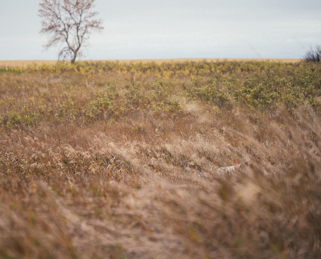 A dog in thick grass, hunting birds in the west.