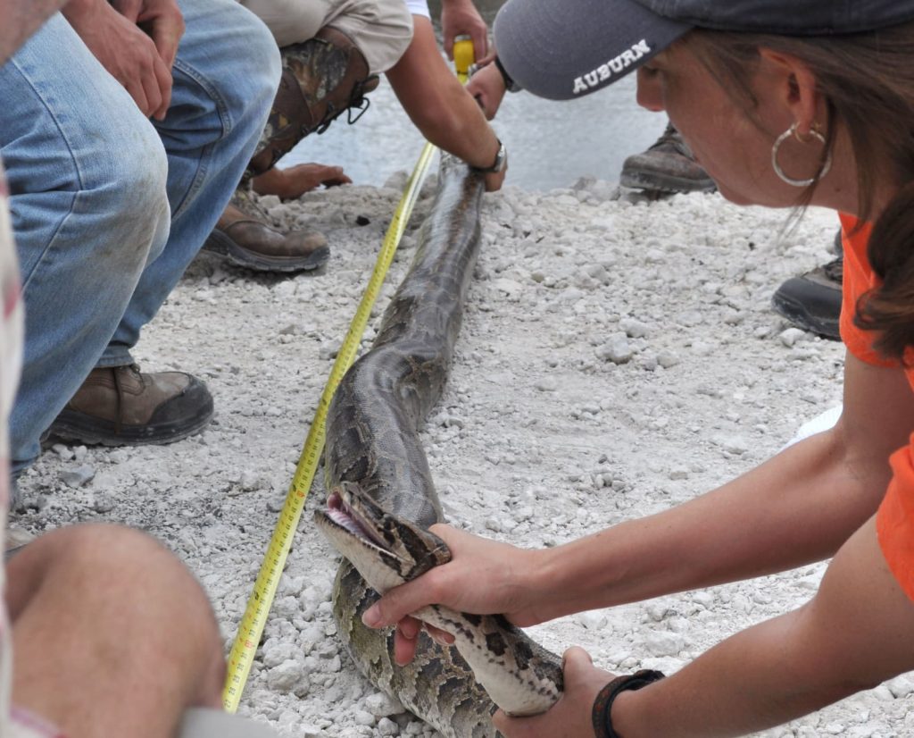 Biologist measure a giant invasive python in Florida Everglades
