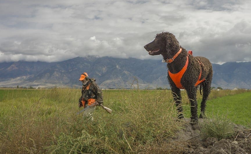 A bird hunter works a field with his Irish Water Spaniel