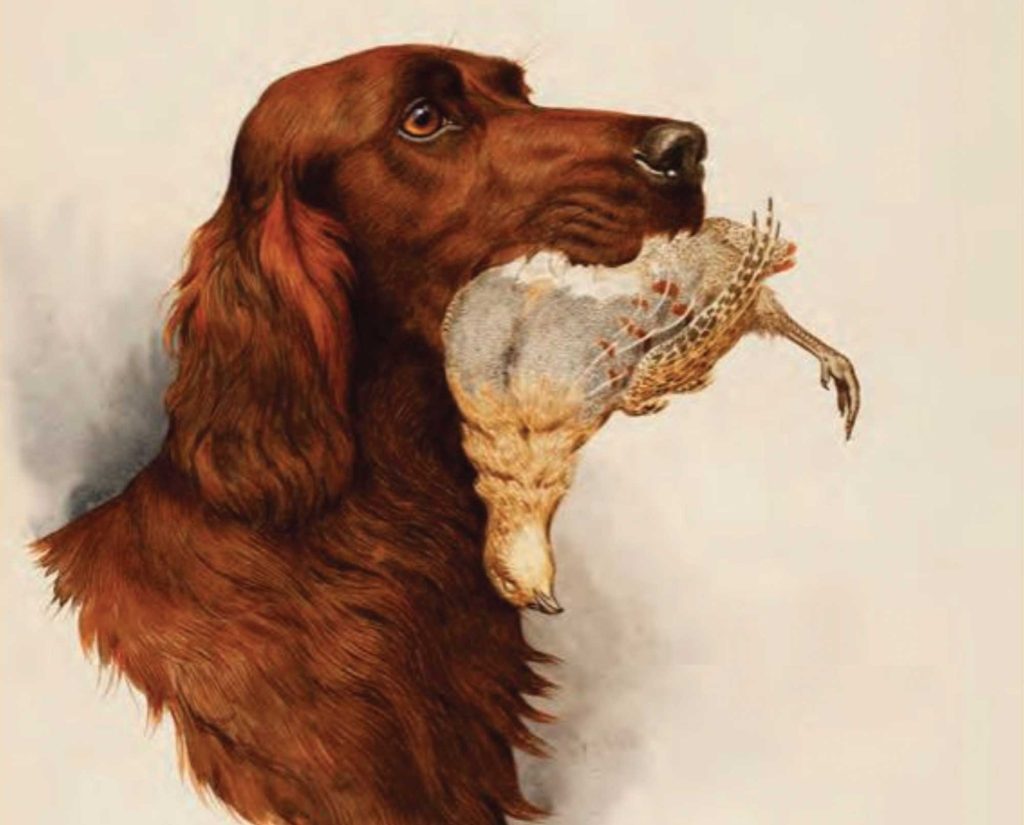 A Painting of an Irish setter retrieving a chukar partridge.