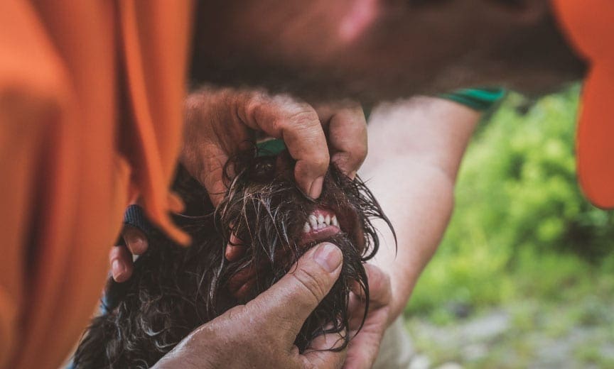 A NAVHDA judge inspects the teeth of a wirehaired pointing griffon.